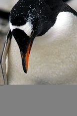 Eselspinguin (56 von 97).jpg